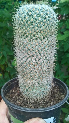 WP_20160710_14_05_43_Pro