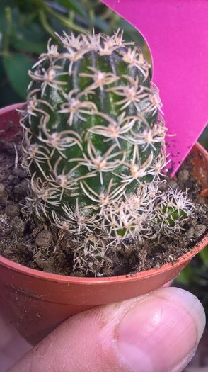WP_20160710_13_48_29_Pro - cactusi si suculente