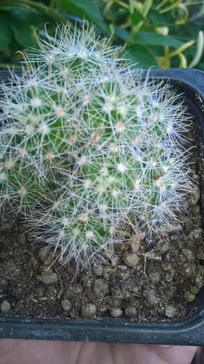 WP_20160710_13_48_47_Pro - cactusi si suculente