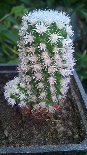 WP_20160710_13_47_29_Pro - cactusi si suculente