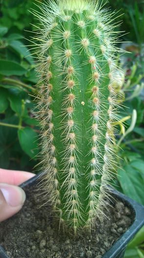 WP_20160710_13_47_42_Pro - cactusi si suculente