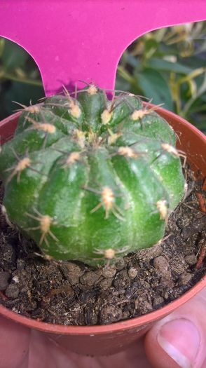WP_20160710_13_47_59_Pro - cactusi si suculente