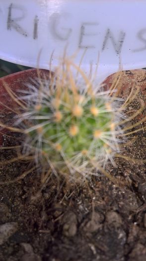 WP_20160710_13_47_11_Pro - cactusi si suculente
