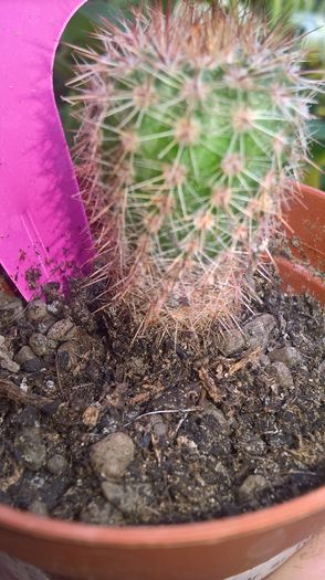WP_20160710_13_46_07_Pro - cactusi si suculente