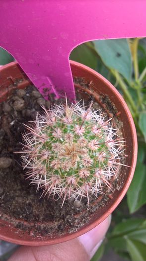 WP_20160710_13_45_56_Pro - cactusi si suculente