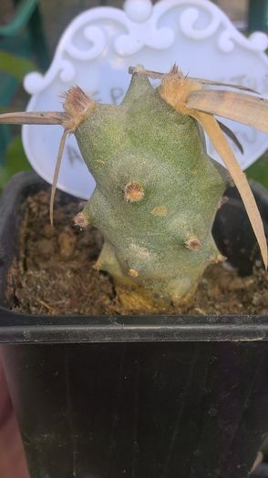 WP_20160710_13_45_30_Pro