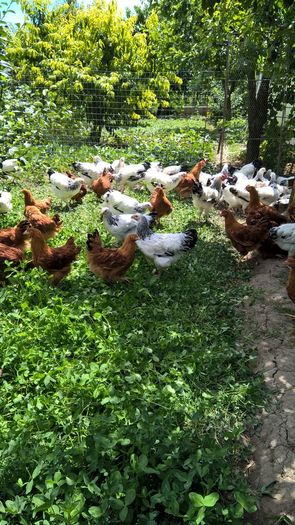 Pui Sussex si New Hampshire- 3 luni cei mai mari