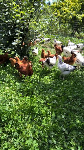 Pui Sussex si New Hampshire- 3 luni cei mai mari