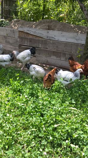 Pui Sussex si New Hampshire- 3 luni cei mai mari