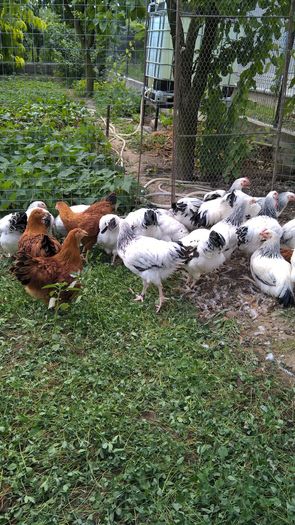 Pui Sussex si New Hampshire- 3 luni cei mai mari