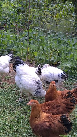 Pui Sussex si New Hampshire- 3 luni cei mai mari