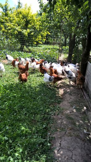 Pui Sussex si New Hampshire- 3 luni cei mai mari