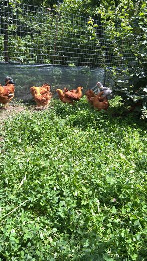 Pui Sussex si New Hampshire- 3 luni cei mai mari