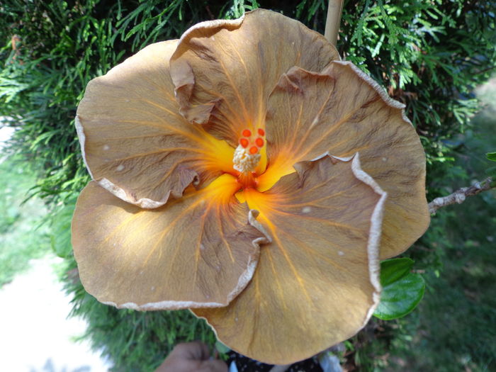 H. BLACK JACK - A-HIBISCUSI 2016