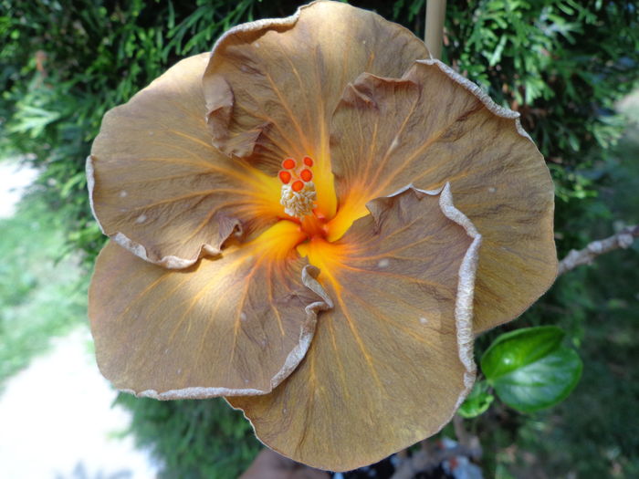 DSC04695 - A-HIBISCUSI 2016