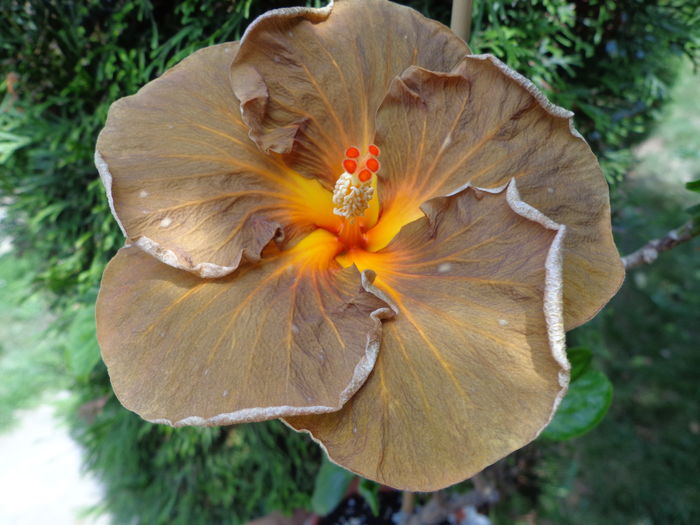 DSC04696 - A-HIBISCUSI 2016