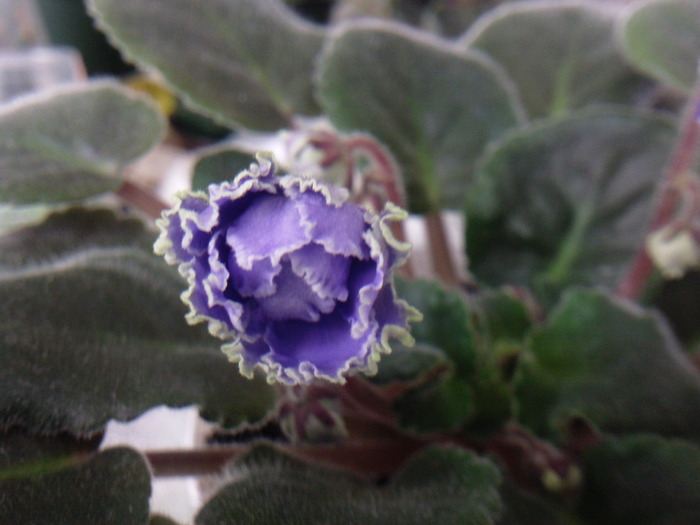Ruffled Skies - VIOLETE AFRICANE saintpaulia  2010-2011                                                             