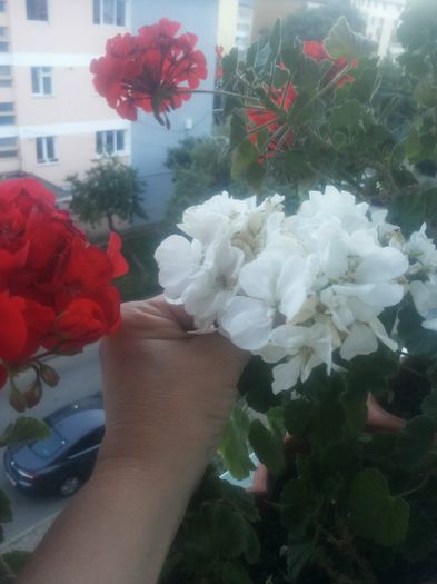 20160708_210544 - Flori 2016