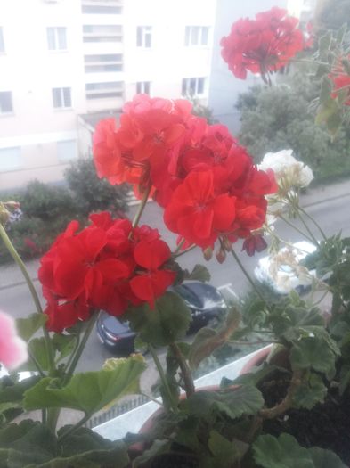 20160708_210421 - Flori 2016