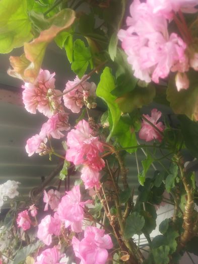 20160709_074308 - Flori 2016