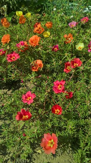 WP_20160704_10_38_00_Pro