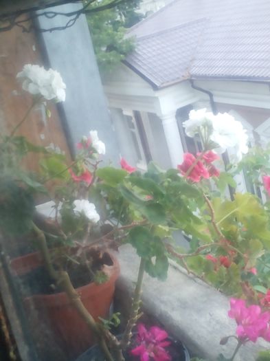 20160708_205311 - Flori 2016