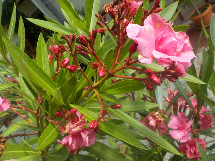 roseum plenum - LEANDRII