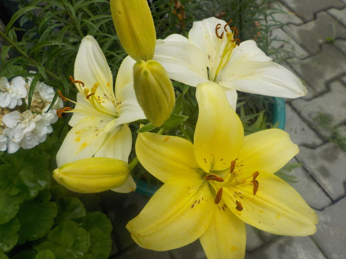 DSCN0631[1] - crini de gradina