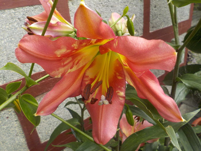 DSCN0660[1] - crini de gradina