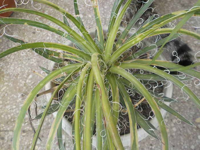 iulie2016 - Genul Agave