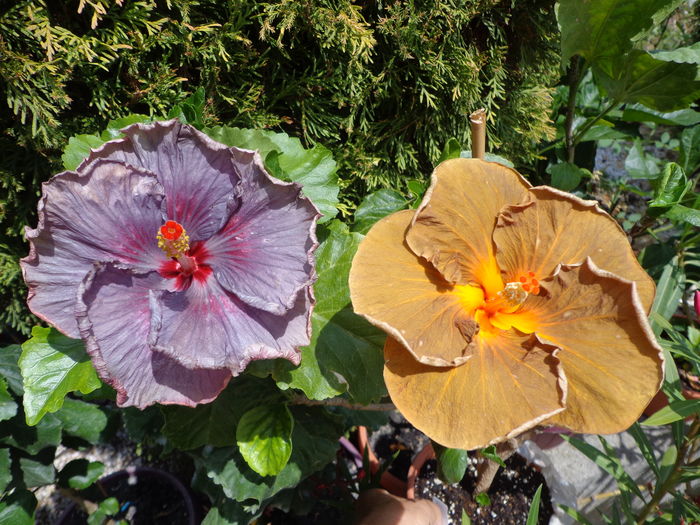 DSC04699 - A-HIBISCUSI 2016