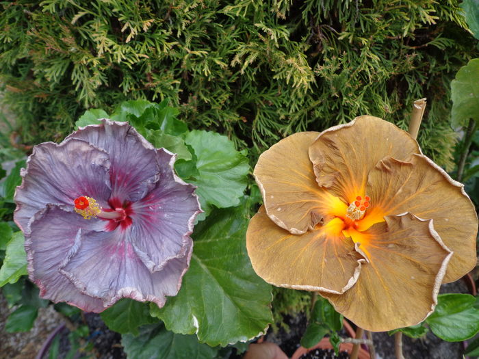 DSC04708 - A-HIBISCUSI 2016