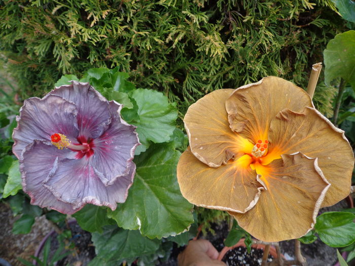 DSC04709 - A-HIBISCUSI 2016