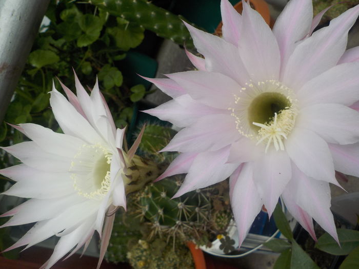 DSCN0666[1] - CACTUSI si SUCULENTE
