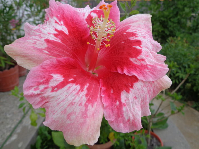 DSC04764 - HIBISCUS RED SNAPER