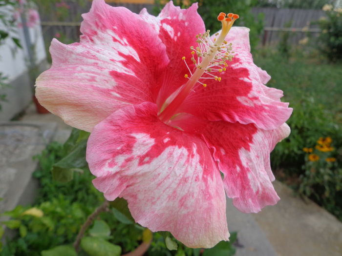 DSC04767 - HIBISCUS RED SNAPER