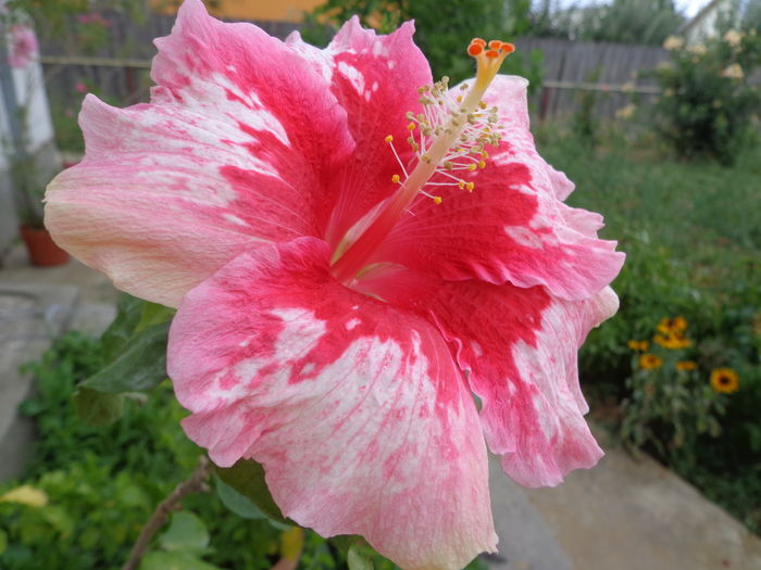 DSC04766 - HIBISCUS RED SNAPER