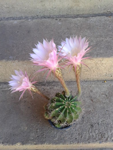 cactus 3flori cu pui=20lei - 0 Plante ornamentale