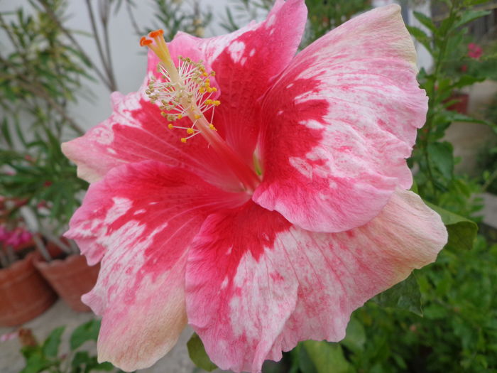 DSC04768 - HIBISCUS RED SNAPER