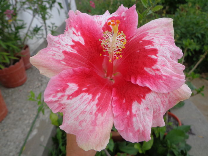 DSC04771 - HIBISCUS RED SNAPER