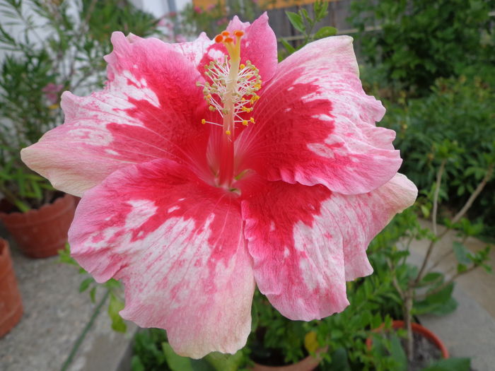 DSC04763 - A-HIBISCUSI 2016