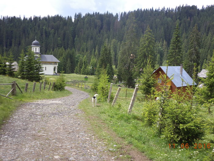 Bubi ne latra - LA STANA CU FLORICA 11 IUNIE 2016