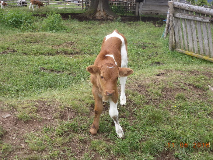 Ciucurel-5xk - LA STANA CU FLORICA 11 IUNIE 2016