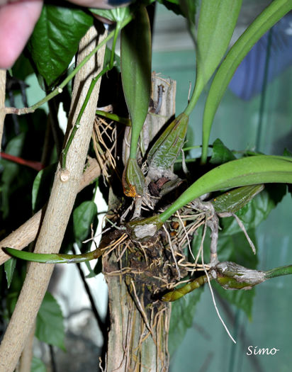 DSC_0814 - Bulbophyllum medusae