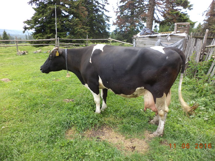 Florica-pp76 - LA STANA CU FLORICA 11 IUNIE 2016