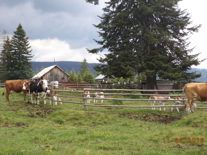 ocolul viteilor mici