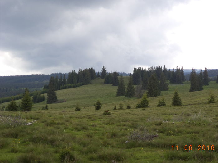 Pasuni si paduri-b54