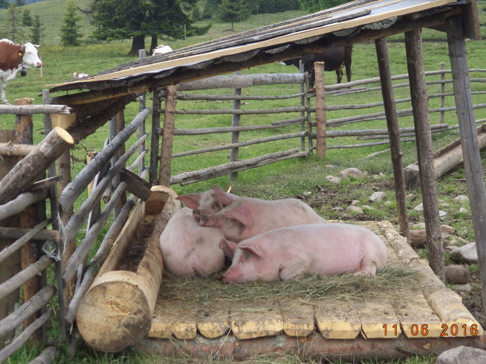 Somnorosii - LA STANA CU FLORICA 11 IUNIE 2016