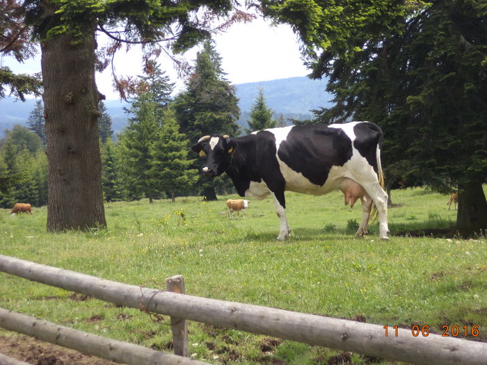 Vaca de la Florica-3