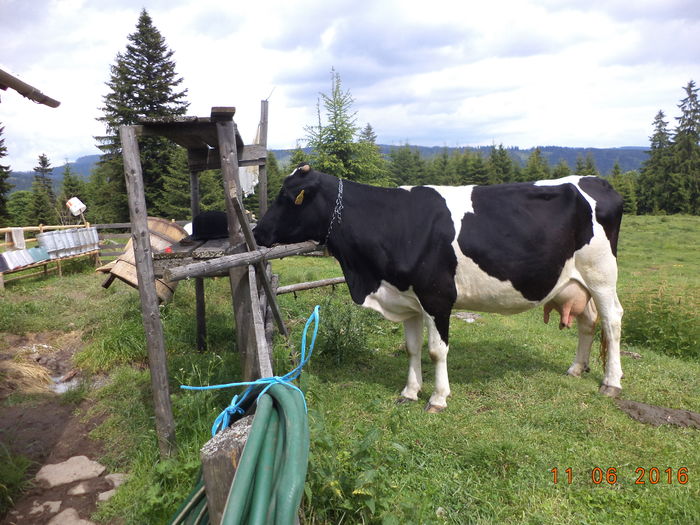 Vaca de la Florica-4